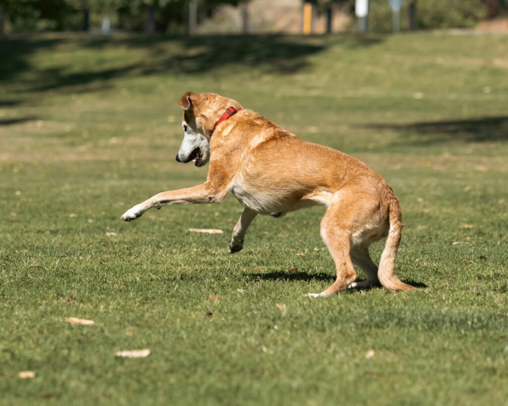 Capture of a playful dog jumping energetically in a sunny park at Bibra Lake, Western Australia.