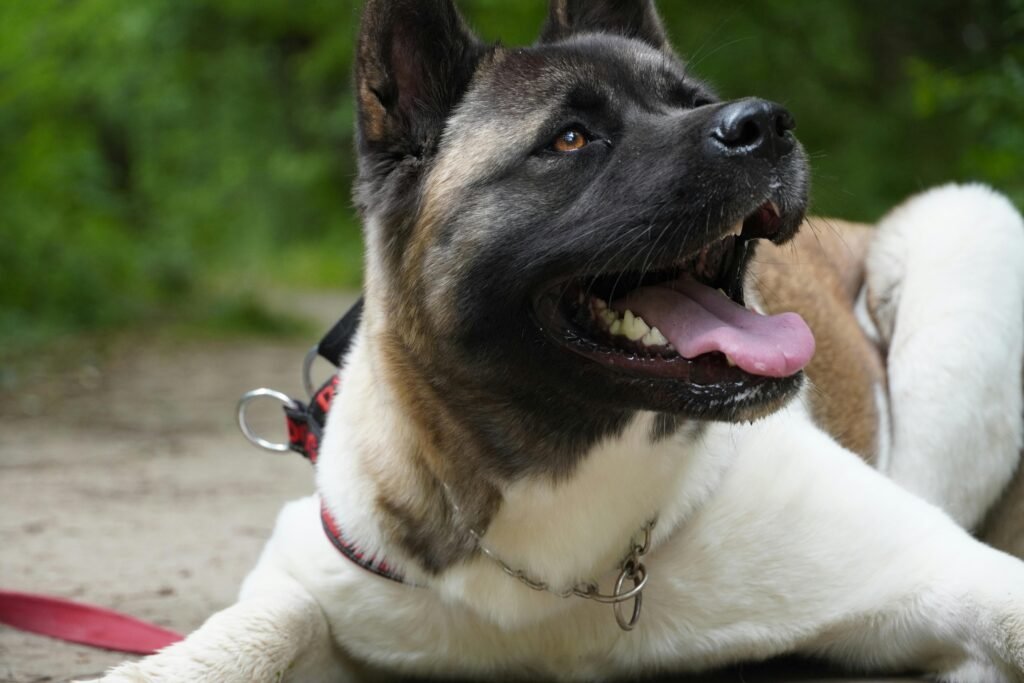 A playful Akita dog lying on a path in a lush green park. Perfect capture of canine joy.