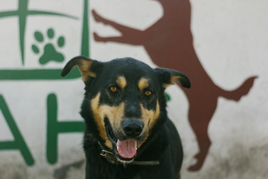 Charming Kelpie dog posing in front of a mural with a paw print design.