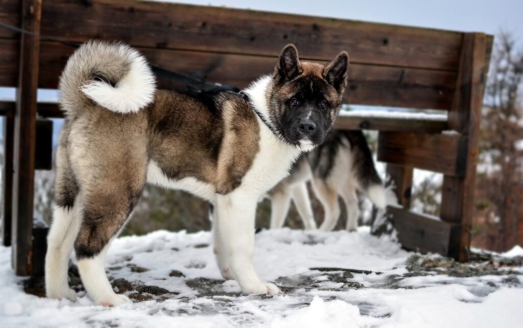 dog, akita, american, walk, pet, canine, animal, nature, mammal, portrait, domestic, trip, travel, breed, brown walking, akita, akita, akita, akita, akita