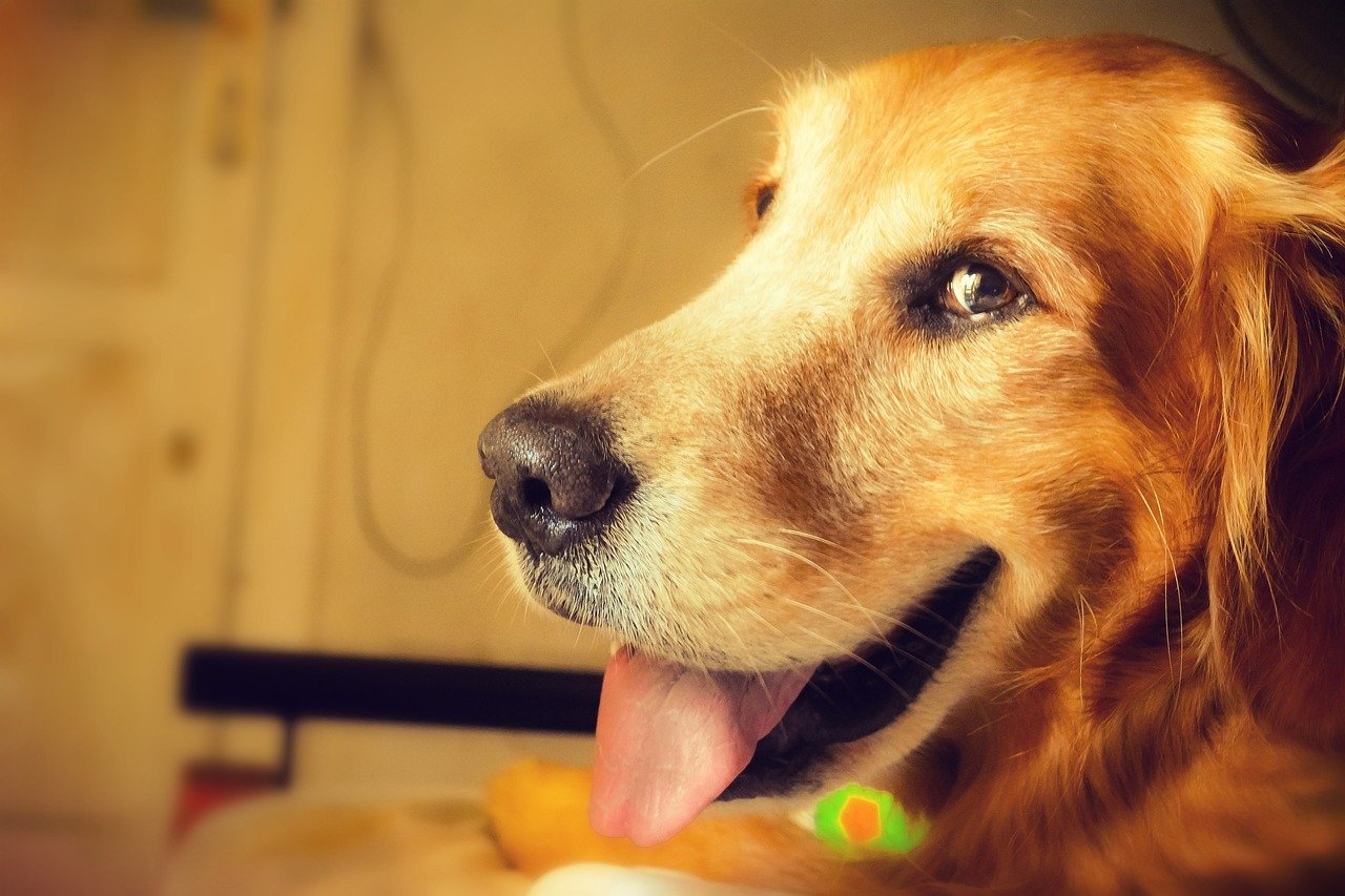 2 exercícios simples para melhorar equilíbrio e fortalecer o corpo do cachorro