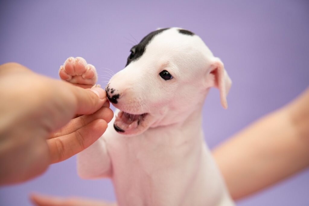 dog, puppy, pet, animal, whippet, paw