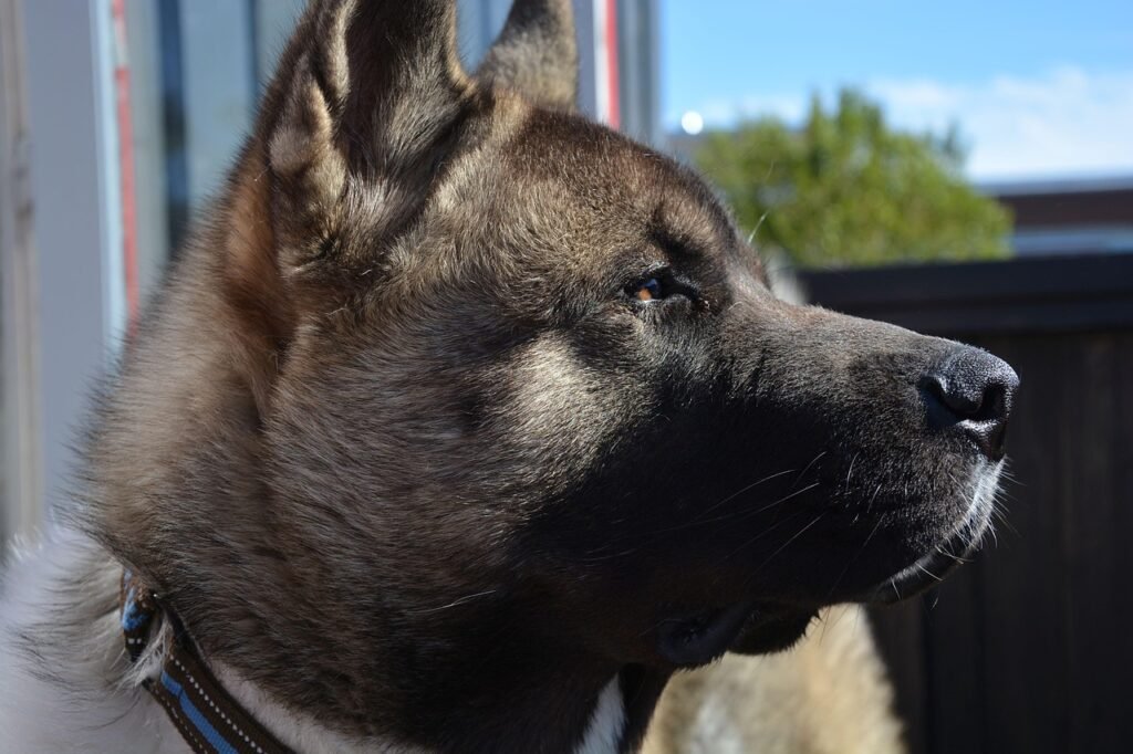 dog, akita, american akita, thinking dog, dreaming dog in the sun, pet, animal, breed, nature, canine, domestic, purebred, mammal, junior dog, young dog