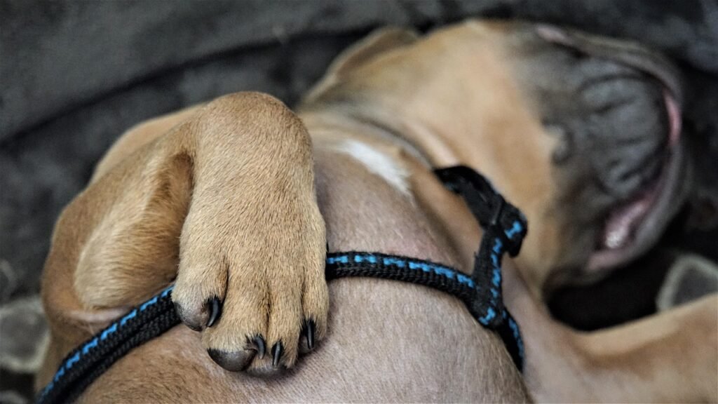 paw, close up, puppy, asleep, dogs, baby dog, cute, small, dog paw, paw print, loyal friend, love, lifestyle, wildlife, french bulldog, bulldog, fur, beige, on the back, sleep, relaxed, adorable, chest, dog paw, dog paw, dog paw, dog paw, dog paw, paw print, french bulldog, french bulldog