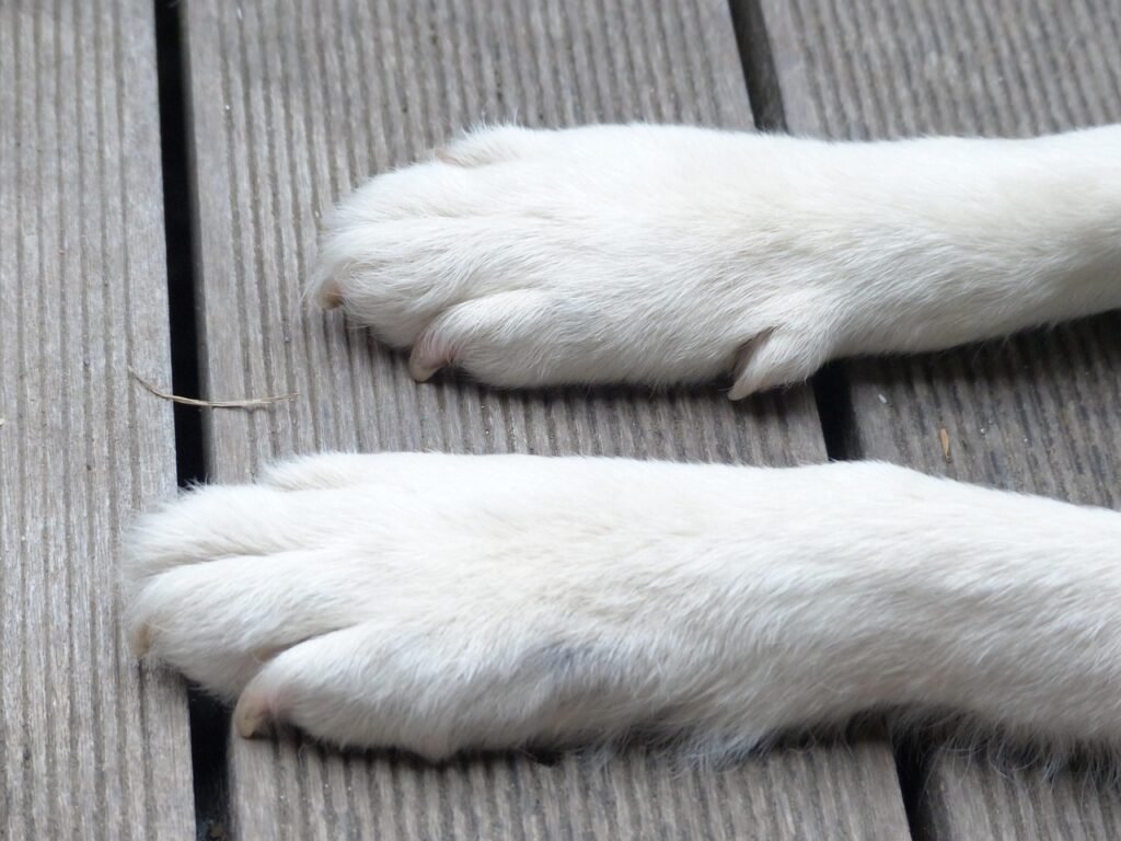 dog, paws, foot, animal, animal paws, white, pet, nature, dog paws