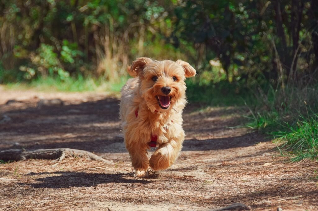 puppy, yorkie, dog, pet, canine, animal, fur, snout, nature, mammal, dog portrait, animal world