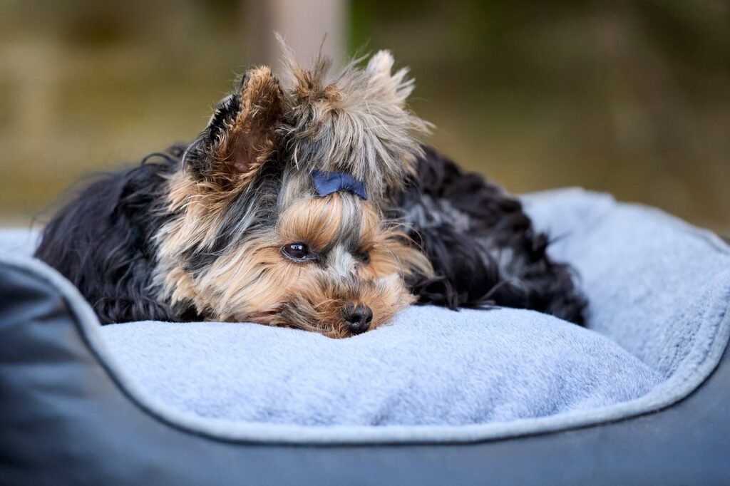 yorkshire terrier, dog, puppy, pet, cute, nature, relaxing, are, dog bed, outdoor, animal, domestic, small dog, hairy, brown, black, blue bow, peaceful, comfort, portrait