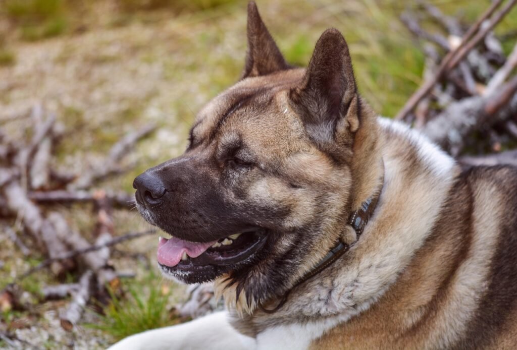 akita, american, vacation, outdoors, nature, dog, mammal, travel, canine, animal, pet, trip, journey, tourist, travelling, rest, tourism, tour, holiday, voyage, akita, akita, akita, akita, akita