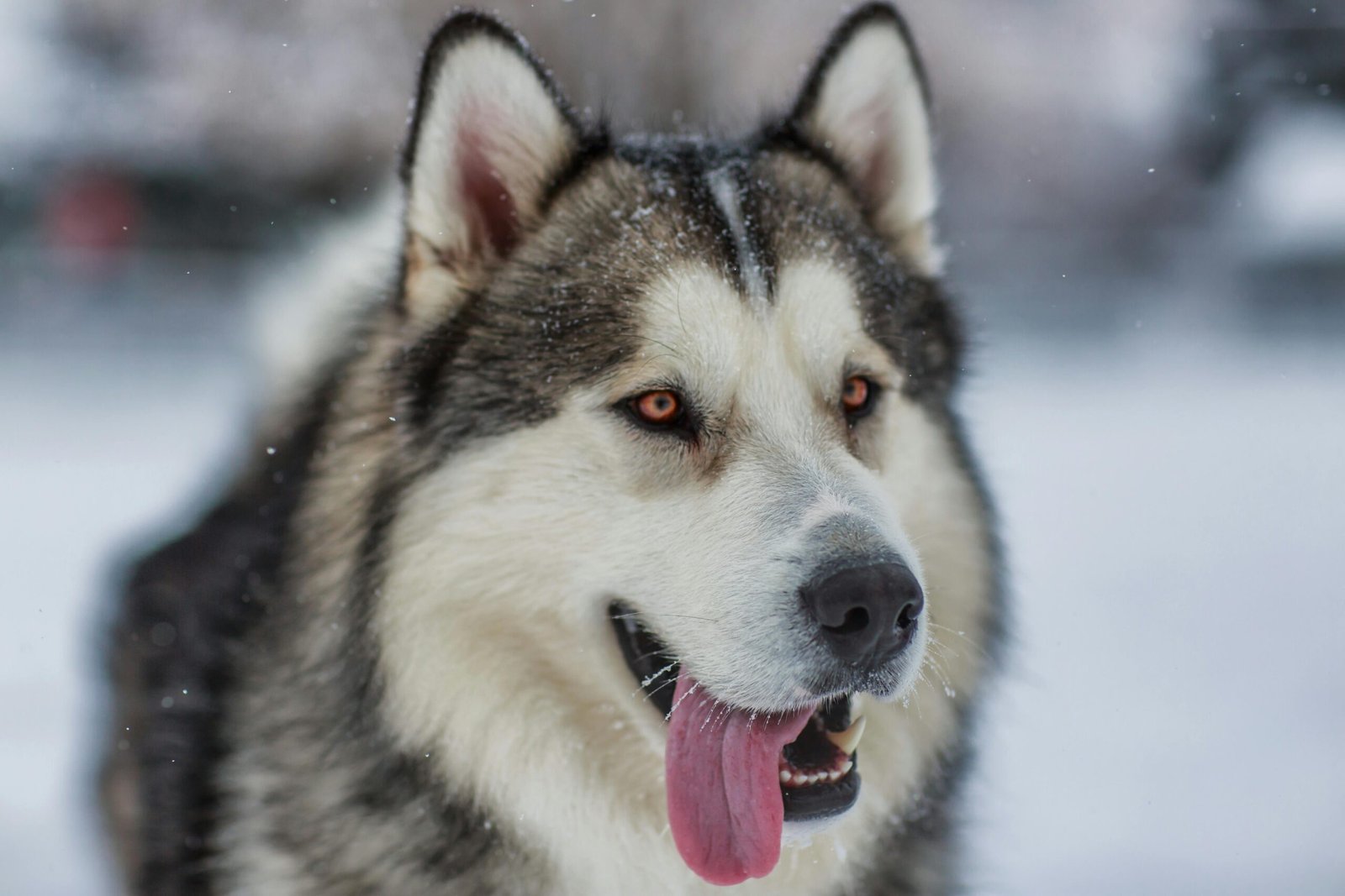 Malamute do Alasca