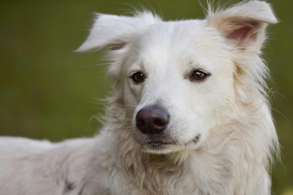Charming white dog with attentive expression in an outdoor setting.