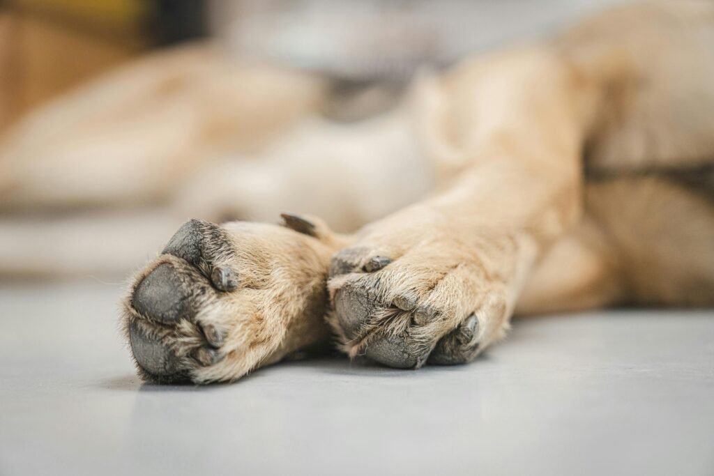 A close-up view of a German Shepherd's paws resting on a smooth white floor, capturing texture and detail.