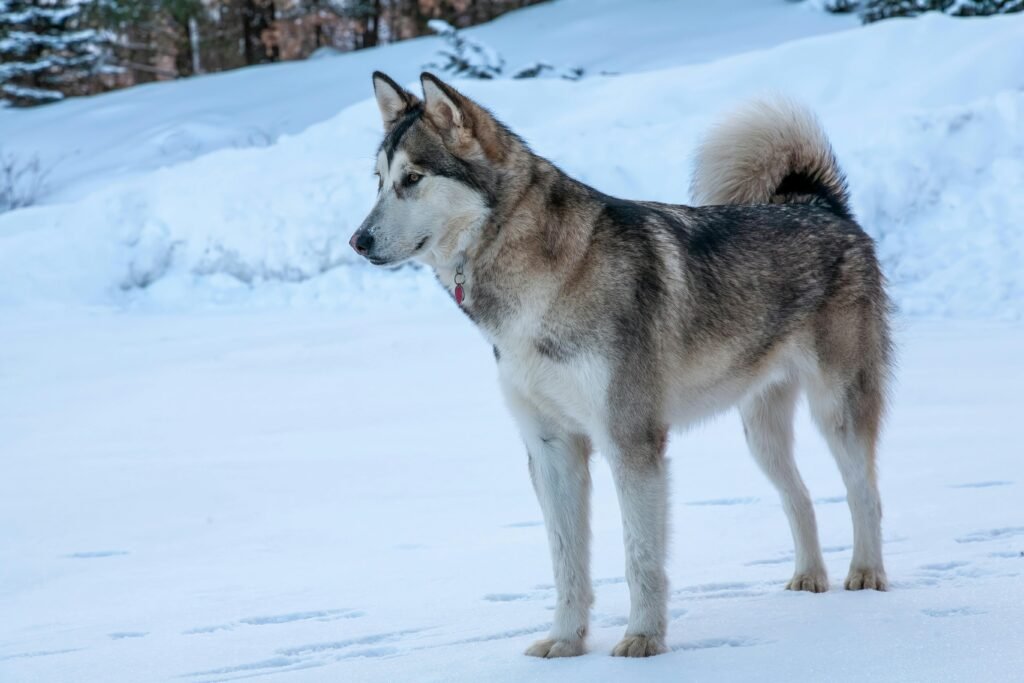 A beautiful Alaskan Malamute standing in a snowy landscape, showcasing its thick fur coat.