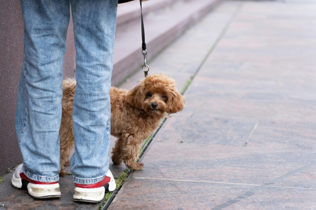 Adorable puppy on a leash looking curiously beside owner in jeans, outdoors.