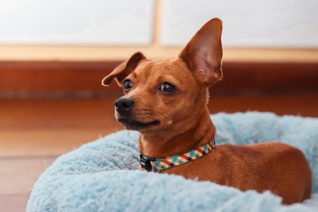 Charming brown dog with perky ear in a soft, blue pet bed indoors.