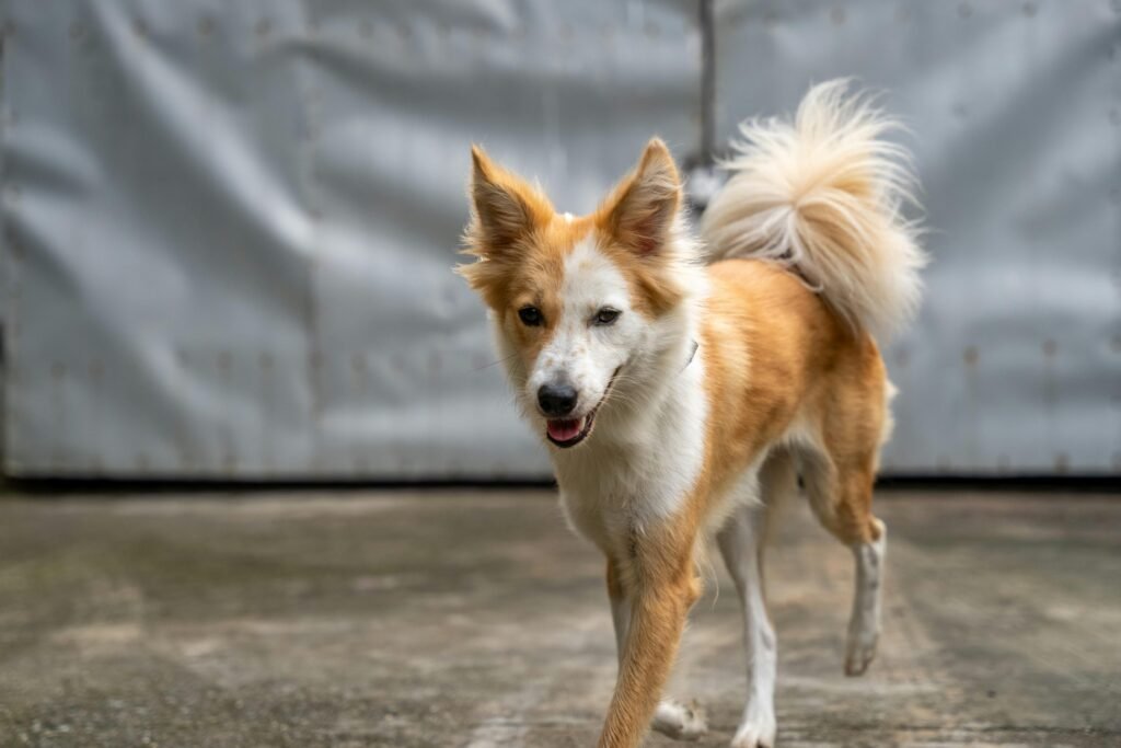 Energetic Icelandic Sheepdog with open muzzle running joyfully outside.