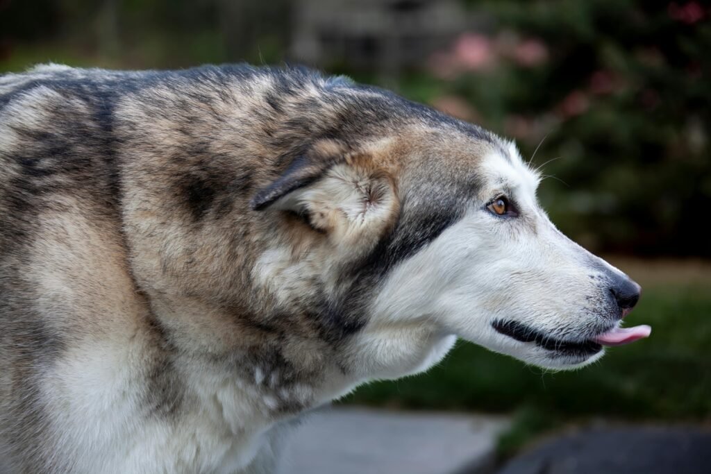 Close-up of an Alaskan Malamute dog's profile outdoors, focusing on its expressive face.
