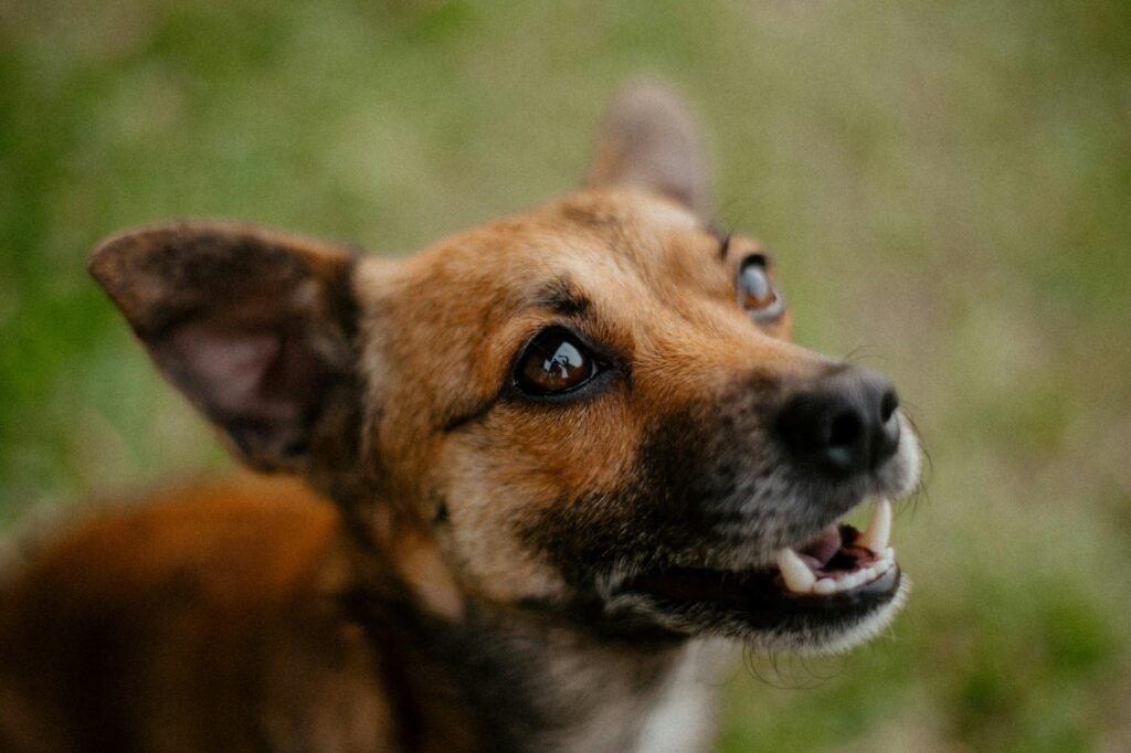 Close-up of a joyful dog enjoying outdoors with a lively expression.