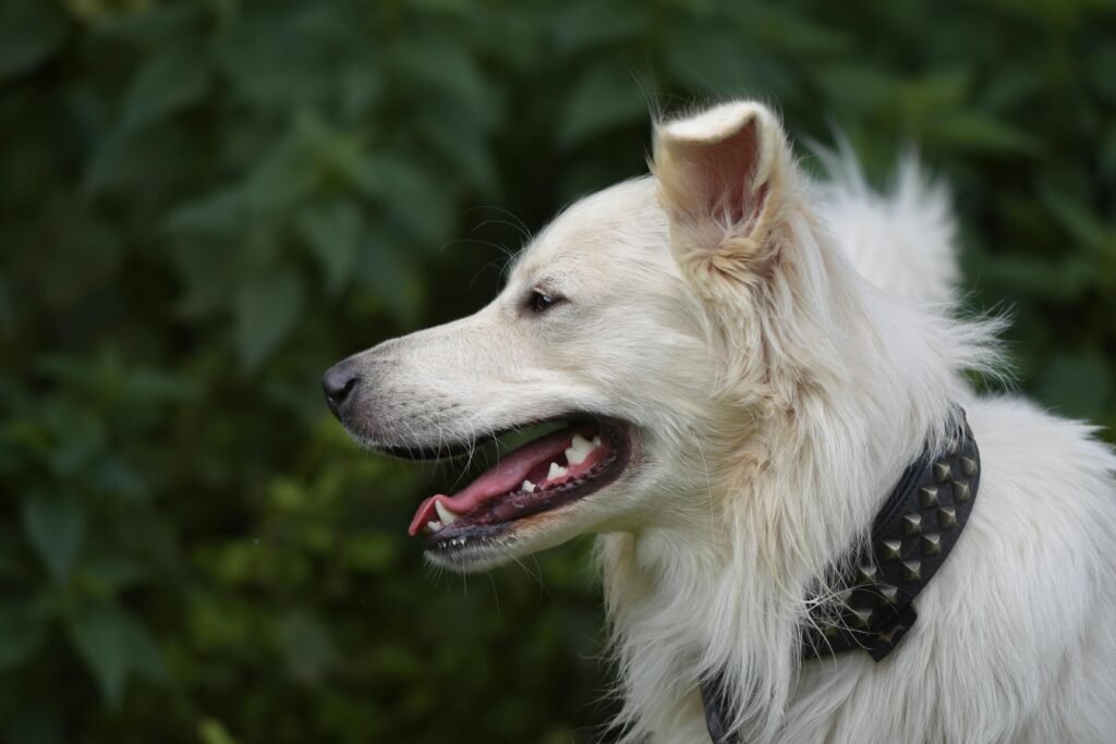 Side profile of a happy white dog with a studded collar outdoors.