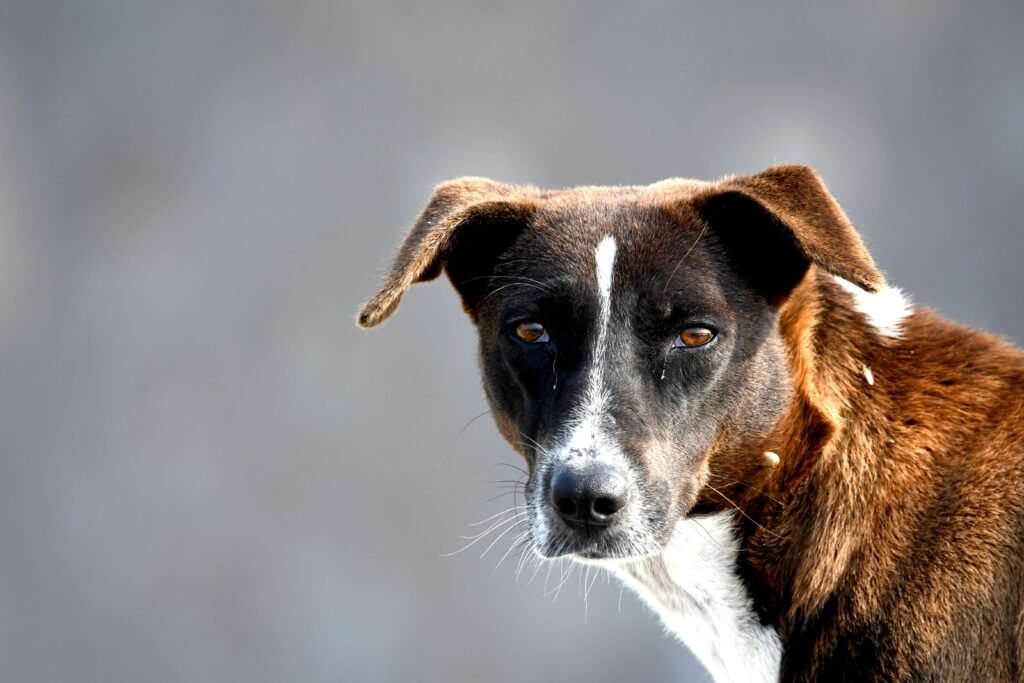 Close-up of a stray dog with brown and white fur looking directly at the camera.