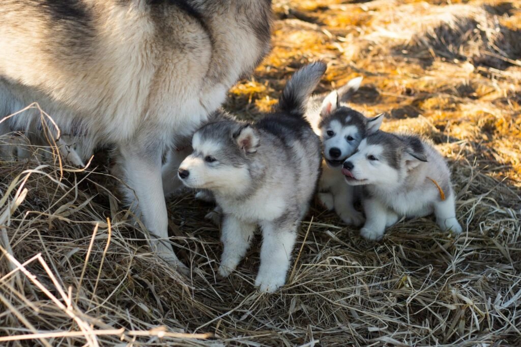 Three cute Alaskan Malamute puppies playing in dry grass with their parent.