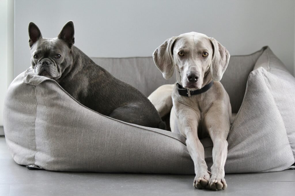 A Weimaraner and French Bulldog lounging on a cozy pet bed at home.