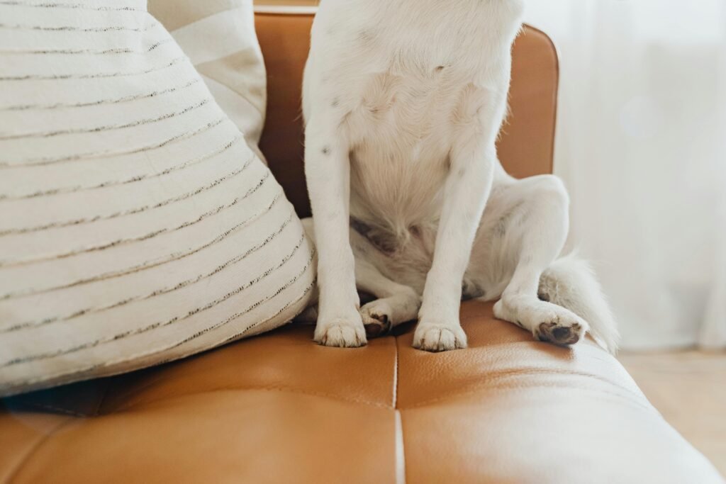 A white dog comfortably sitting on a brown leather sofa with a striped pillow indoors.