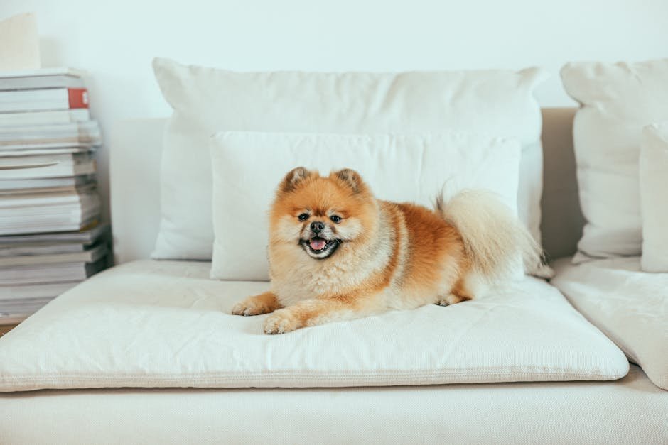 Adorable Pomeranian dog comfortably lounging on a white couch indoors.