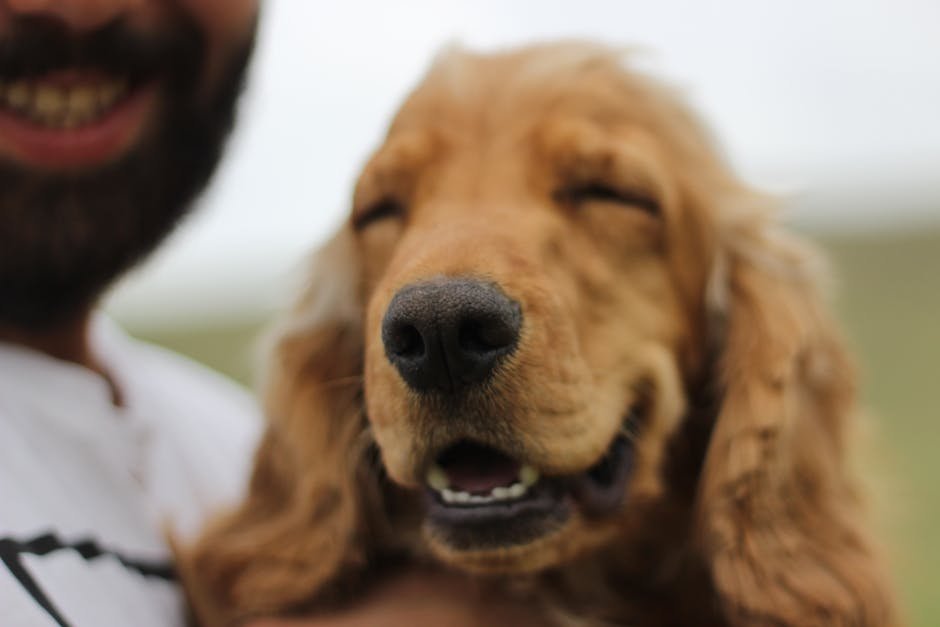 A smiling golden dog enjoys a sunny day outside with its owner.