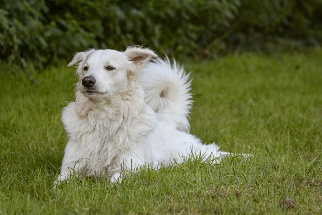 White dog lounging on green grass, exuding calm and elegance. Perfect for nature and pet-themed projects.