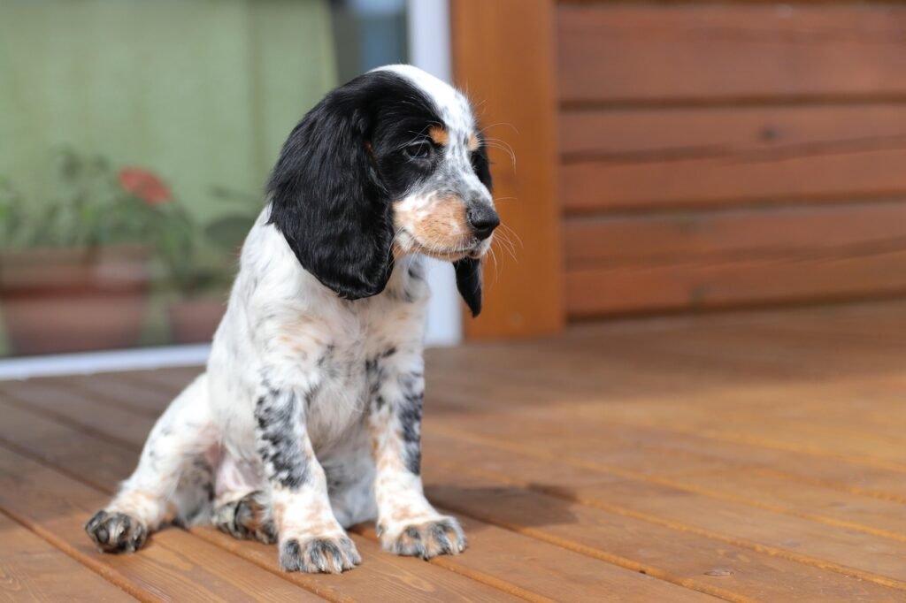 spaniel, puppy, pet, dog, coker, nature, cocker spaniel, animals, animal, hunting