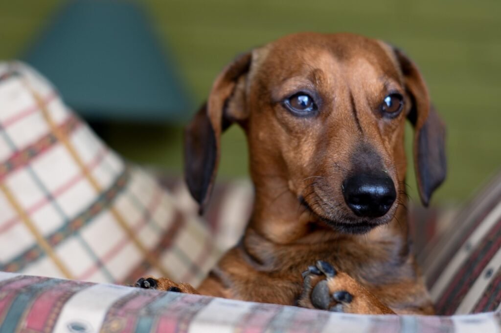 dog, daschund, puppy, pedigree, bassoto, pet, hot dog, dackel, wiener, sitting, nature, hound, adorable, cute, eyes, hund, animal