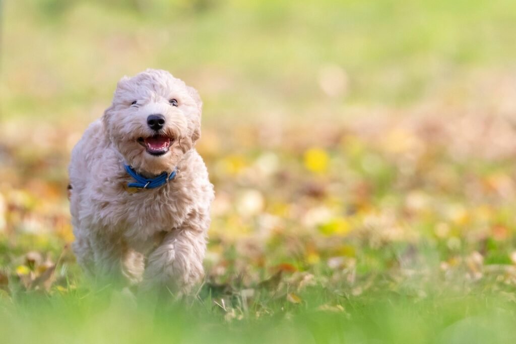 dog, puppy, pet, nature, bichon frise, animal, pup, young dog, toy dog, doggy, domestic dog, canine, mammal, cute, adorable, furry, portrait, park, outdoors