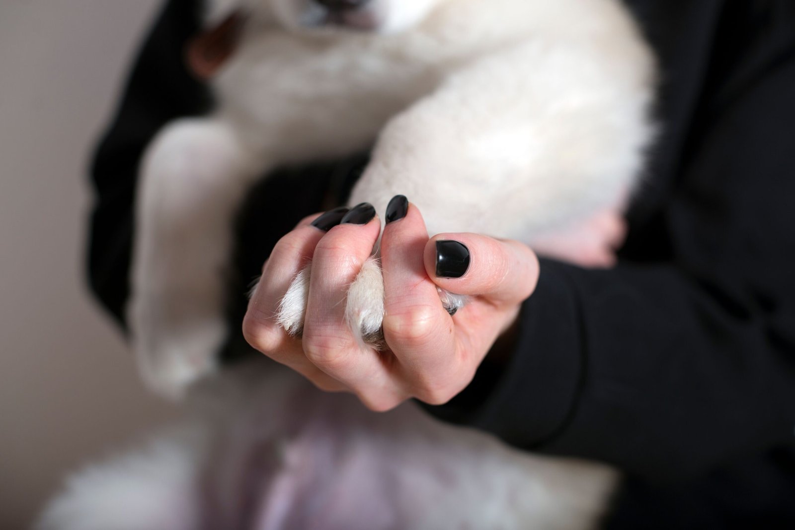Como cortar a unha do cachorro sem machucar (principalmente unhas pretas)