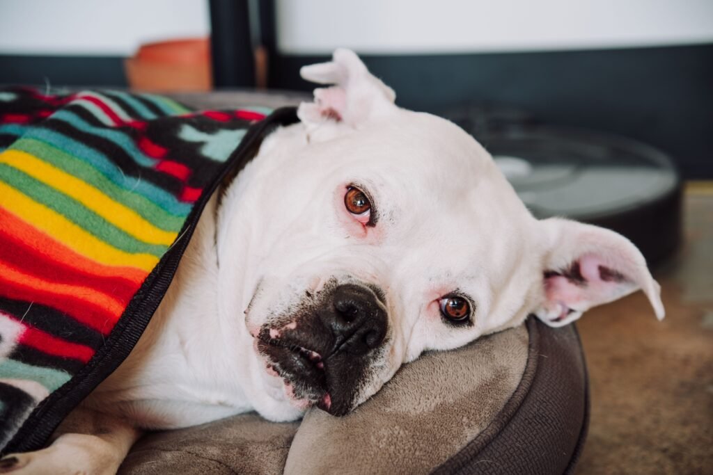 A white bulldog rests indoors with a colorful blanket on a dog bed.