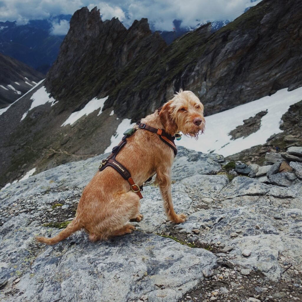A ginger-colored dog in a harness sitting on a rocky mountain terrain with snow patches in the background.