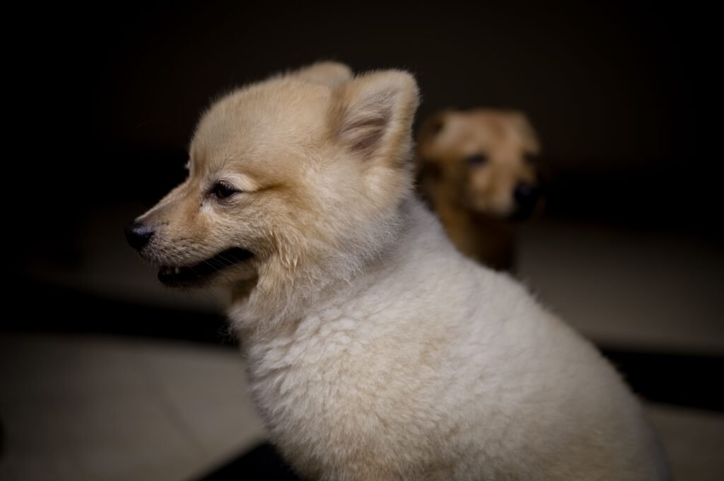 Two fluffy puppies sitting indoors, captured in soft lighting with a focus on their cute faces.