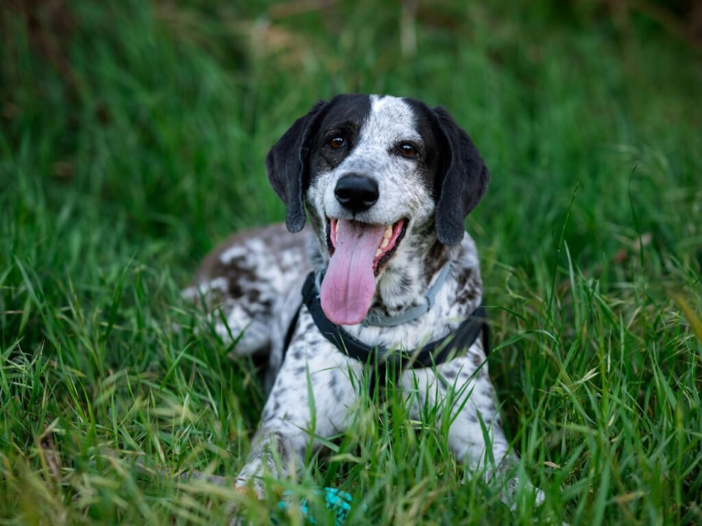 Playful dog enjoying a sunny day on lush green grass, showcasing joy and vitality.