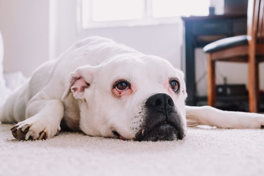 Close-up of a relaxed bulldog lying on a carpet in a comfortable indoor setting.