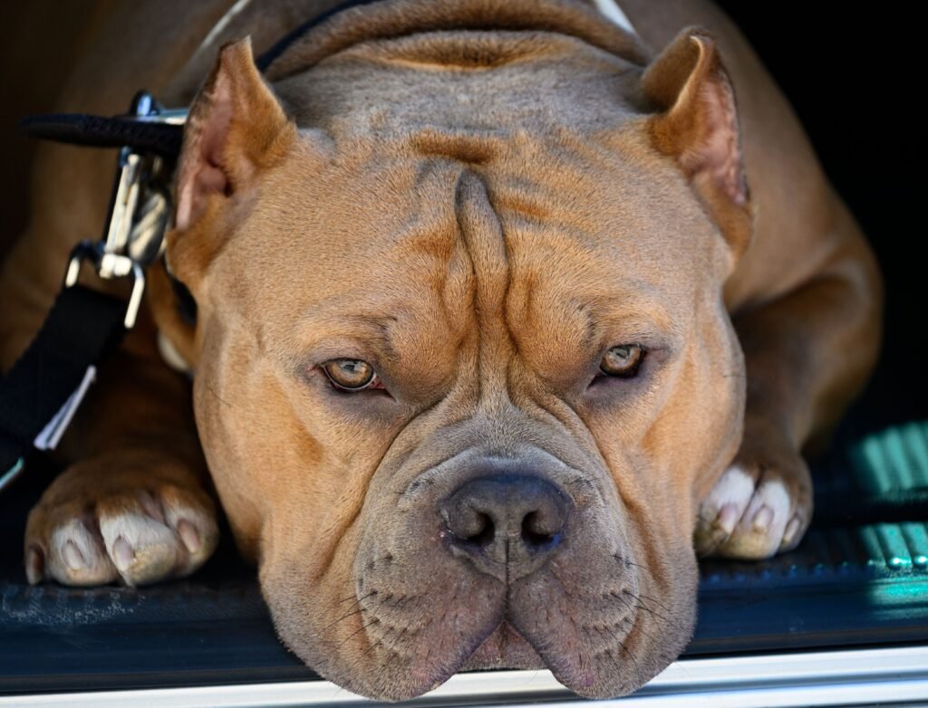 American Bully dog resting with a calm expression, showcasing its muscular build and attentive eyes.