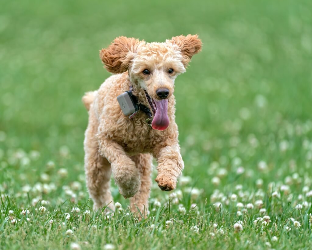 Playful Poodle with collar running with tongue out on bright green lawn with blossoming flowers and looking away