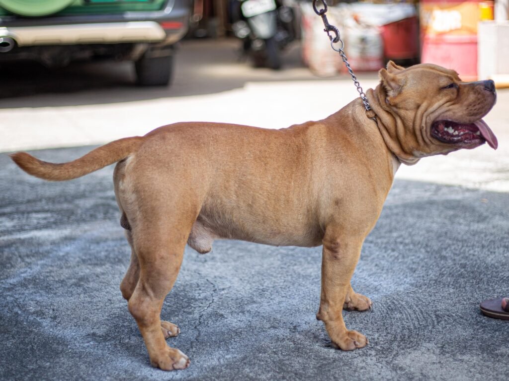 A brown American Bully dog standing on pavement with its mouth open and tongue out.