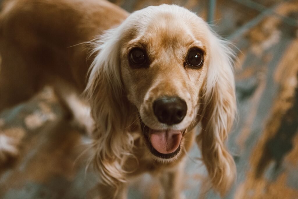 Charming image of a Cocker Spaniel with a happy expression, suitable for pet lovers.