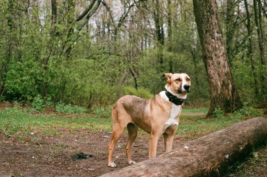 A domestic dog standing alert in a lush spring woodland, wearing a black collar.