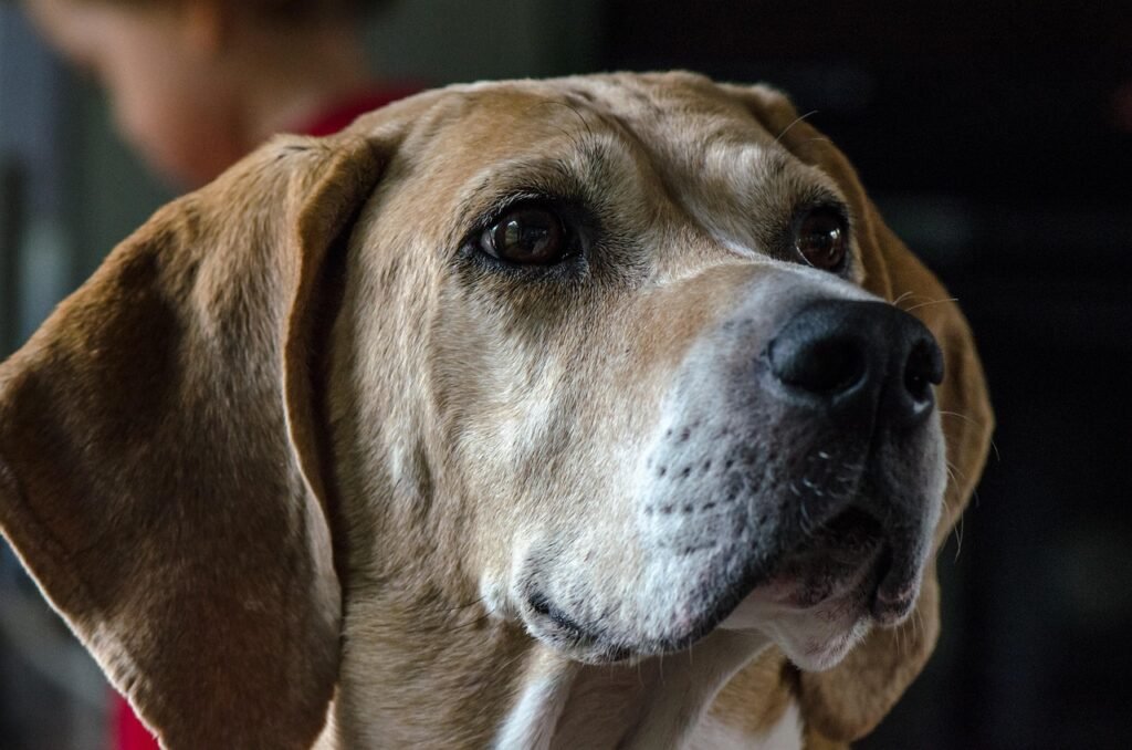 dog, foxhound, animal, pet, hound