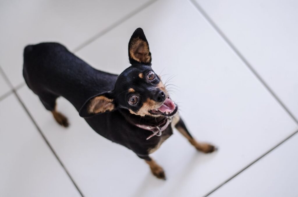 Adorable black small dog looking up with happy expression indoors.