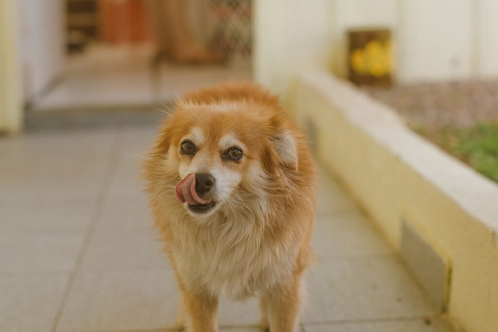 Adorable fluffy dog with tongue out, standing outdoors on a sunny day.