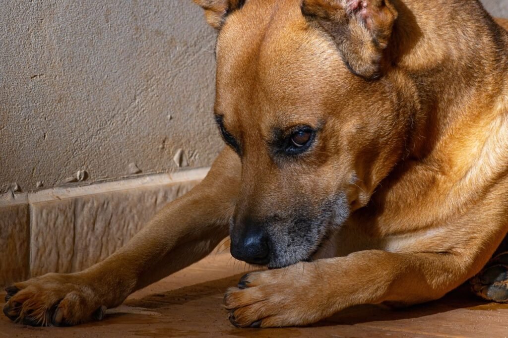 A detailed close-up of a brown dog relaxing indoors, capturing a tranquil moment.