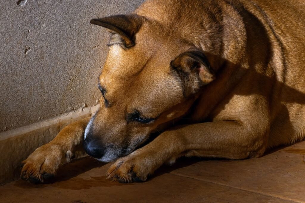 A brown dog lying on a sunlit wooden floor indoors, capturing a peaceful domestic scene.
