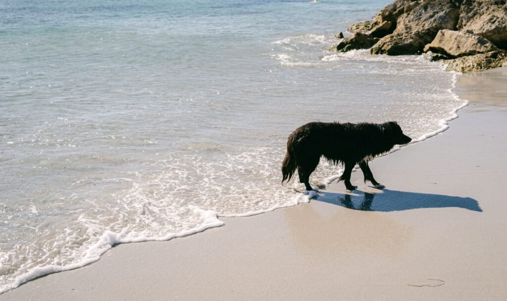 A wet dog strolls along the beach shore on a sunny day, enjoying the ocean waves.