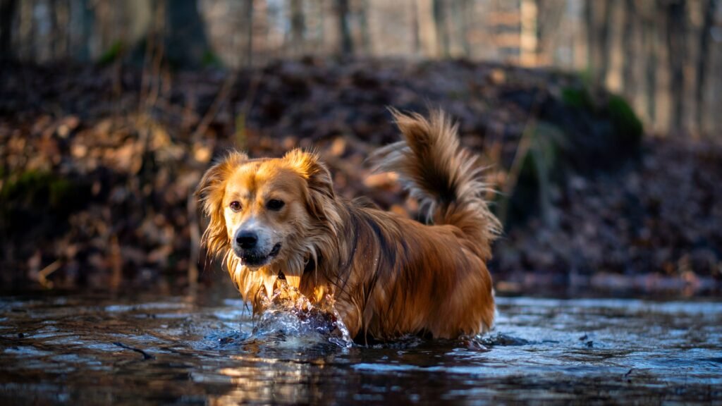 Brown dog enjoying a playtime in a forest stream. Captured on a sunny day.